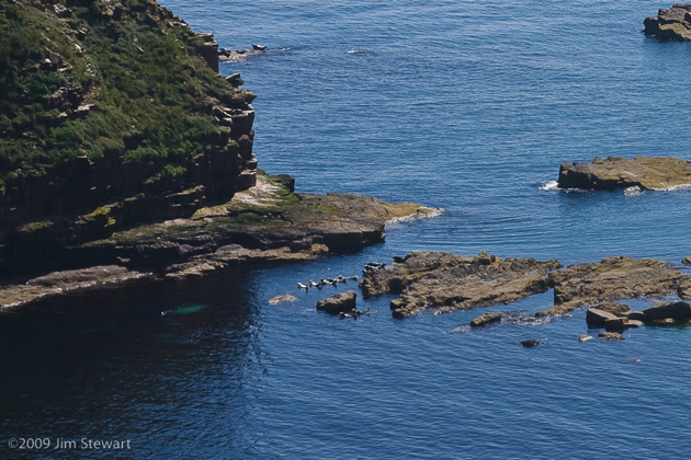 Sealpark below Duncansby Stacks